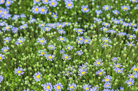The south africa collection each product in our catalog has been carefully selected to bring about the joy of gifting. Native To South Africa Felicia Amelloides Blue Daisy Is A Bushy Perennial Or Sub Shrub Primarily Grown For Drought Resistant Plants Showy Flowers Blue Daisy