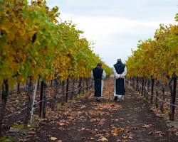 Image of Carolingian era wine making vineyard