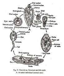 Fasciola hepatica is a widespread pathogen that is known for its harmful effects on the health and productivity of ruminant animals. Liver Fluke Structure Fertilization And Life History