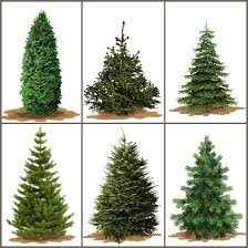 Pin By Katlyn Van Dyne On Trees And Bushes Real Christmas Tree Types Of Christmas Trees Christmas Tree Decorations