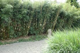 Schnellwachsende Heckenpflanzen Hecken Ratgeber Garten Schluter