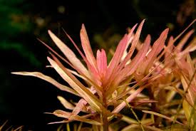 Image result for Nesaea sarcophylla