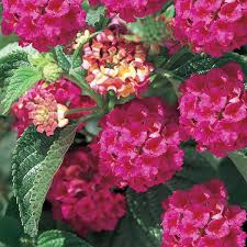 Image result for Lantana rugosa