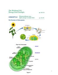 Check spelling or type a new query. Photosynthesis Equation Bing Images With Images Photosynthesis Plant Physiology Plant Cell