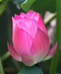 Download and use 100,000+ beautiful flowers stock photos for free. Laszlo Tabar Md On Twitter One Of The Most Beautiful Flowers Is The Lotus Flower I Photographed These In Hangzhou China