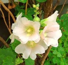 Millions of free jigsaw puzzles created by a large community. Solve Ice Pink Hollyhocks Jigsaw Puzzle Online With 9 Pieces