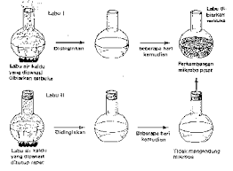Pada percobaan louis pasteur pada tahun 1865 melakukan percobaan dengan labu yang berisi air kaldu yang di tutup · percobaan fransisco redi. Asal Usul Kehidupan Biogenesis Versus Abiogenesis 1
