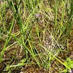 Image result for Hesperantha petitiana