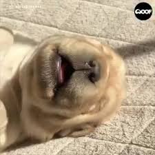 Family Pet Friendly Destination Guides Road Trips United States Of America Woofadvisor Blog Video Video Cute Baby Animals Funny Animals Funny Dogs