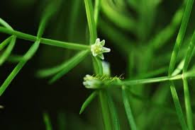 Image result for Asparagus flavicaulis