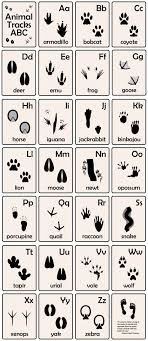 Animal Tracks Abc Flash Cards Animal Tracks Abc Flashcards Survival Skills