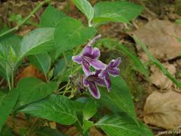 Image result for Asystasia intrusa