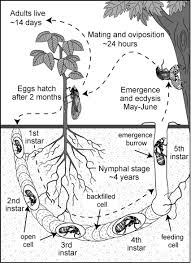 They then stay underground before surfacing. Cicada Life Cycle Images Life Cycles Cicada Teaching Biology