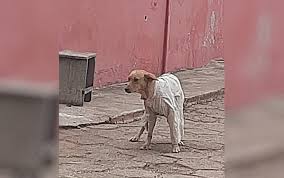 Check spelling or type a new query. Mulher Registra Cachorro De Rua Sendo Agasalhado Por Causa Do Frio Em Alexania Ato De Carinho Goias G1