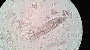 The microscope objective (the lens just above the specimen to be observed) is the most important element of your microscope paramecium video no. Paramecium Under 400x Magnification Youtube