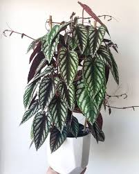 Image result for Cissus