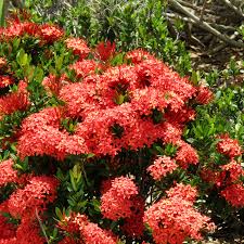 Image result for Ixora sp. A