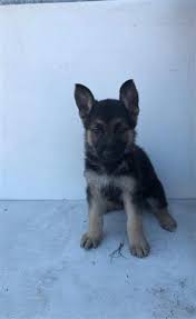 Free puppies and puppies for adoption on here come from world reknown breeders that are looking for homes that would adopt these puppies for free, be sure to scroll through our listings for free puppies. Dogs And Puppies In Paarl Junk Mail