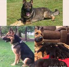 The guidelines for how a breed should look, health testing, etc) and acts as experts on their breeds for education of. German Shepherd Dog Puppy For Sale In Senoia Ga Adn 28283 On Puppyfinder Com Gender German Shepherd Dogs Puppy German Shepherd Puppies German Shepherd Dogs