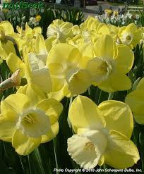 Pin On Ednie S Narcissus Bulbs 2017