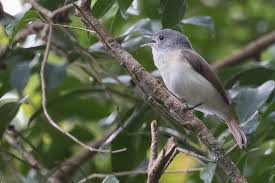 Image result for Newtonia