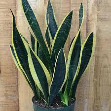 Commercial succulent or cactus soil is great for them because it has added sand that helps with drainage. Buy Sansevieria Trifasciata Black Gold Snake Plant Succulent Plant