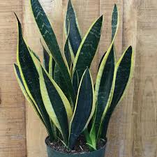 Until recently it was officially labeled under the name of. Buy Sansevieria Trifasciata Black Gold Snake Plant Succulent Plant
