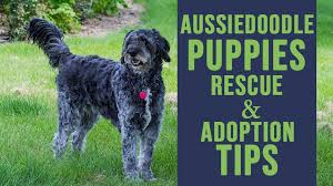 To hold a particular puppy, you must put down a deposit which is usually a percentage of the puppy cost. Aussiedoodle Puppy Rescue And Adoption Tips Petmoo