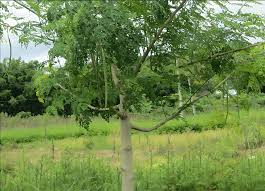 Image result for Moringa oleifera