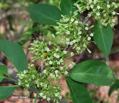 Image result for Psydrax livida