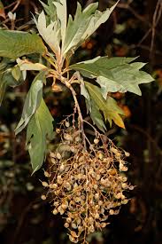 Image result for Bocconia