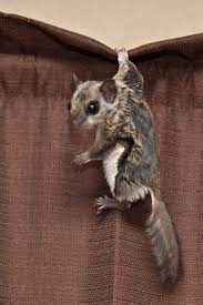 Three Legs No Problem For A Flying Squirrel Flying Squirrel Squirrel Chipmunks