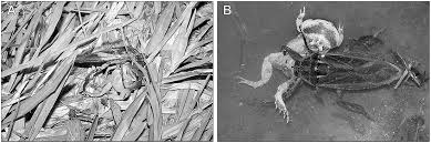 From wikimedia commons, the free media repository. New Records Of Anuran Predation By Giant Water Bugs Of The Genus Lethocerus In Argentina Hemiptera Belostomatidae