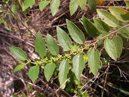 Image result for Trema