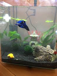 My 3 Gallon Curved Glass Betta Aquarium Sponge Filter Comes Tomorrow Betta Aquarium Aquarium Fish Aquarium