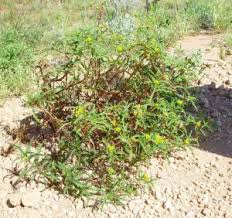 Image result for Flaveria trinervia