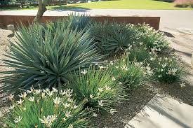 Shrub Rain Lily Zephyranthes Candida Google Search Rain Lily Drought Tolerant Plants Plants