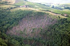 Ana s'est transformée en ouragan de catégorie 1 tôt samedi, alors qu'elle se trouvait à 370 kilomètres au sud de la ville d'hilo. 1999 La Tempete Du Siecle