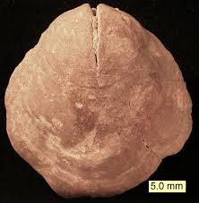 Image result for Pentameris