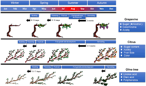 Now that you have had a chance to think about what a pest is, let's look at the question more closely. Frontiers Facing Climate Change Biotechnology Of Iconic Mediterranean Woody Crops Plant Science