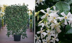 Check spelling or type a new query. Rhyncospermum Jasminoides Trachelospermum Jasminoides Star Jasmine Square Espalier Garden Plants Online