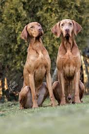 Image result for maďarský krátkosrstý ohař