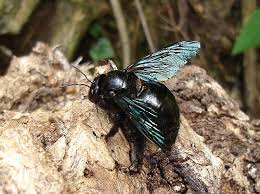 A large bee the size an shape of an bumble bee, but with a body that is mostly or entirely black, is most likely a carpenter bee. Creature Feature Valley Carpenter Bee
