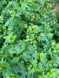 Image result for Bidens bipinnata