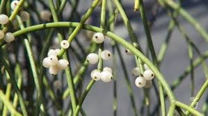 Image result for Rhipsalis
