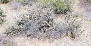 Check out our christmas cholla selection for the very best in unique or custom, handmade pieces from our shops. Sonoran Desert Plants Cylindropuntia Leptocaulis Desert Christmas Cholla Tasajillo