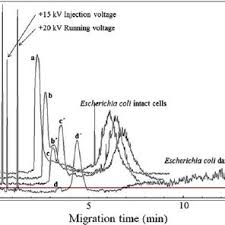 Pdf Antimicrobial Effect Of Polydopamine Coating On Escherichia Coli