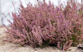What Is The Meaning Of The Heather Flower Heather Flower Plants Heather Plant