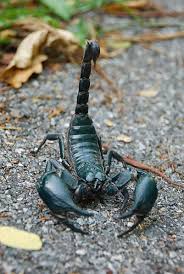 Scorpions Can Live For As Much As A Year Without Eating Insects Arachnids Scorpion