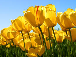 Sharon jo ferguson, age 74, of kermit, texas, passed away peacefully with family by her side on april 26, 2021. Mary Jo Todaro Obituary Washingtonville Ny